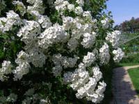 Živé ploty - neprostupné a kvetoucí: tavolník van Houtteův