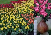 Výsadba tulipánů