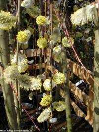 Salix caprea 'Kilmarnock' - vrba jíva