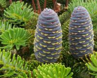 Abies koreana - jedle korejská (PROVOBIS)