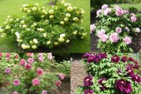 Pivoňky křovité - Paeonia suffruticosa