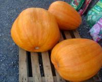 Cucurbita maxima - tykev velkoplodá Cucurbita maxima - tykev velkoplodá