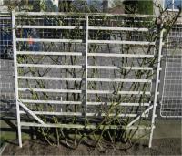 Růže - podzimní střih Růže - podzimní střih