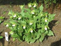 Cypripedium cordigerum - střevíčník Cypripedium cordigerum - střevíčník