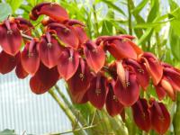 Přenosné rostliny: Erythrina - zarděnice Přenosné rostliny: Erythrina - zarděnice