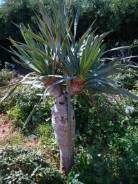 Dracaena draco - dračinec dračí