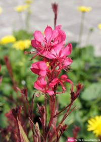 Gaura lindheimeri 'Gambit rose' - gaura, svíčkovec Gaura lindheimeri 'Gambit rose' - gaura, svíčkovec
