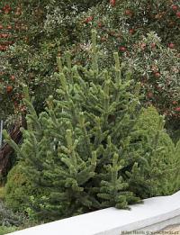 Pinus aristata - borovice osinatá