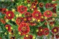 Helenium 'Rotgold' - záplevák Helenium 'Rotgold' - záplevák