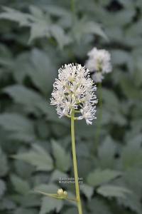 Actaea pachypoda 'Misty Blue' - samorostlík