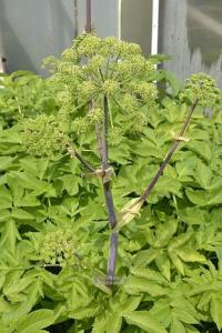 Angelica archangelica - andělika lékařská