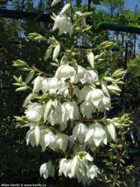Yucca filamentosa 'Bright edge' - juka vláknitá