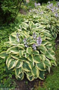 Hosta 'Brim cup' - bohyška, hosta Hosta 'Brim cup' - bohyška, hosta