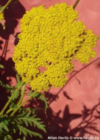 Achillea filipendulina 'Gold Plate' - řebříček