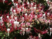 Lonicera periclymenum 'Chojnow' - zimolez německý