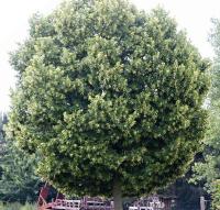 Tilia platyphyllos 'Zelzate' - lípa velkolistá