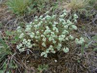 Scleranthus perennis - chmerek vytrvalý