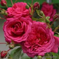 Rosa 'Laguna'® - růže popínavá (KORDES-ROSEN)