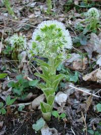 Petasites albus - devětsil bílý Petasites albus - devětsil bílý