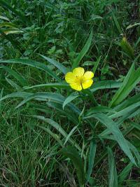 Ranunculus lingua - pryskyřník velký