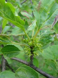 Rhamnus cathartica - řešetlák počistivý, květy Rhamnus cathartica - řešetlák počistivý, květy
