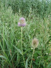 Dipsacus fullonum - štětka planá Dipsacus fullonum - štětka planá