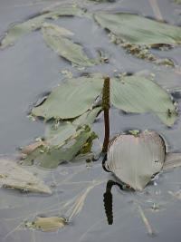 Potamogeton natans - rdest vzplývavý