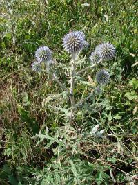 Echinops sphaerocephalus - bělotrn kulatohlavý Echinops sphaerocephalus - bělotrn kulatohlavý