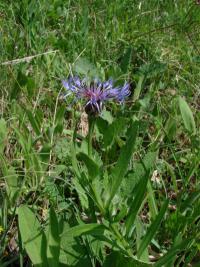 Centaurea triumfettii - chrpa chlumní