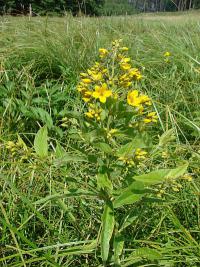 Lysimachia vulgaris - vrbina obecná Lysimachia vulgaris - vrbina obecná
