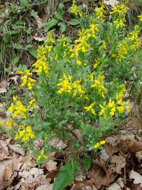 Genista germanica - kručinka německá