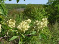 Sambucus racemosa - bez červený: květy Sambucus racemosa - bez červený: květy