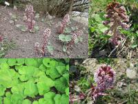 Petasites hybridus - devětsil lékařský