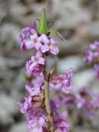 Daphne mezereum - lýkovec jedovatý: květy Daphne mezereum - lýkovec jedovatý: květy
