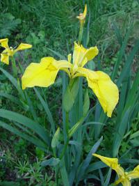Iris pseudacorus - kosatec žlutý Iris pseudacorus - kosatec žlutý