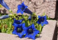 Gentiana acaulis - hořec bezlodyžný
