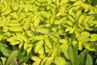 Aralia cordata 'Sun King' - arálie srdčitá zlatolistá