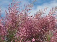 Tamarix ramosissima 'Pink Cascade' - tamaryšek oděský