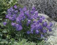 Campanula rotundifolia 'Samudra Deep Blue' - zvonek okrouhlolistý