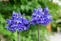 Agapanthus 'Blue Vonder' - kalokvět