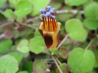 Fuchsia procumbens - fuchsie Fuchsia procumbens - fuchsie