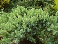 Juniperus procumbens 'Nana' - jalovec položený Juniperus procumbens 'Nana' - jalovec položený