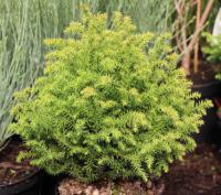 Cryptomeria japonica 'Villmoriana Aurea' - kryptomerie japonská Cryptomeria japonica 'Villmoriana Aurea' - kryptomerie japonská