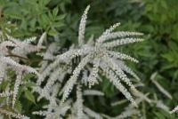 Aruncus aethusifolius 'Johanifest' - udatna