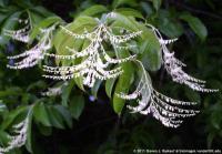 Oxydendrum arboreum - kysloun stromový