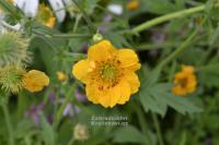 Geum chiloense 'Goldball' - kuklík