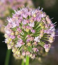 Oblíbené užitkové rostliny a koření: česnek (KNIŽNÍKLUB)