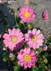 Anemone hupehensis var. japonica 'Pamina' - japonská sasanka