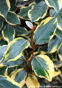 Elaeagnus x ebbingei 'Viveleg' - hlošina Ebbingeova