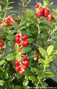Vaccinium vitis-idaea 'Red Pearl' - brusinka